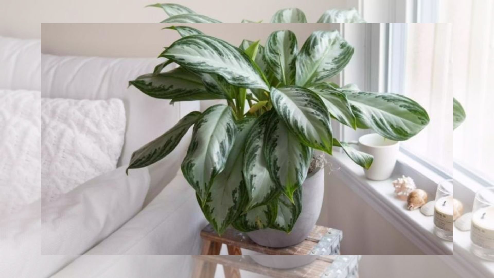 Đặc Điểm Của Cây Huy Hoàng